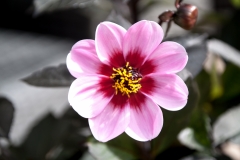 MG_8311_Dahlia