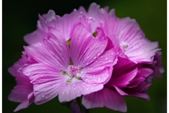 Mallow