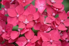 Red-Hydrangea