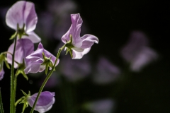 Sweet-Pea