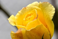 Yellow-Rose