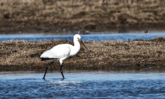IMG_6423_edited-1