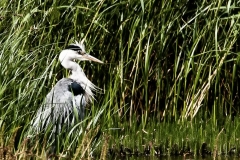 MG_8016_edited-2