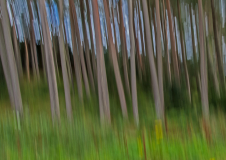 MG_5328_edited-5