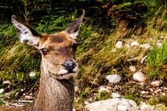 MG_8369_edited-1