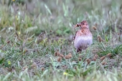 IMG_1148_b_edited-1