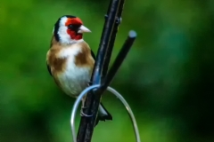 IMG_3184_edited-1