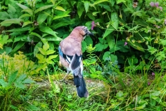 IMG_3580_edited-3