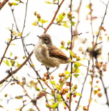 Whitethroat
