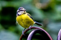 MG_1980_edited-1