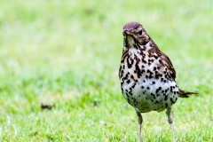 MG_7787_edited-2