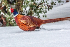 MG_9944_edited-1