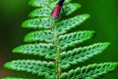 IMG_0081_edited-2