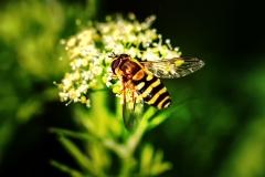 IMG_1522_edited-2