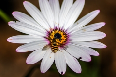 MG_1571_edited-1