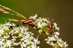 MG_7938_edited-1