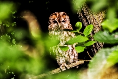 MG_1495_edited-1