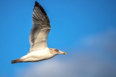 IMG_2376_edited-1