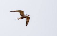 IMG_2661_edited-1