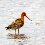Black Tailed Godwit
