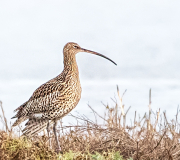 Curlew at RSPB Saltholme