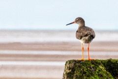 Redshank