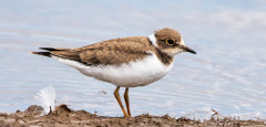 Ringed Plover
