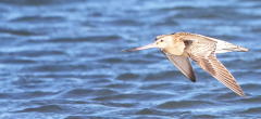 Bar Tailed Godwit