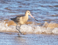 Bar Tailed Godwit
