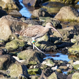 Curlew at South Gare