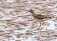 Redshank