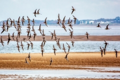 MG_5716_edited-3