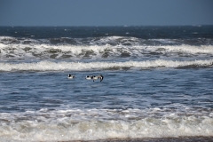 IMG_0687_edited-1