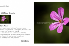 A5_LANDSCAPE_GREETING_CARD