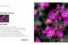 A5_LANDSCAPE_GREETING_CARD