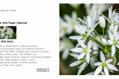 A5_LANDSCAPE_GREETING_CARD