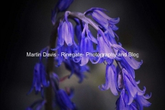 Bluebell