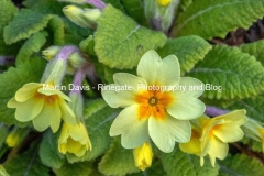 IMG_3082_Primrose