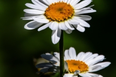 IMG_3380_edited-1