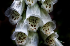 IMG_3495_edited-1