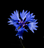 Cornflower