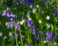 IMG_6693_edited-1