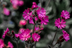 MG_0865_edited-2