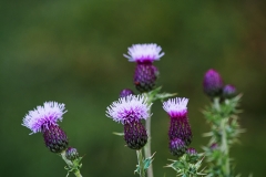 MG_1862_edited-1