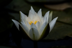 MG_8028_edited-1