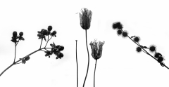 Seedhead-Tryptych_edited-2